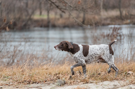 German Kurzhaar, great hunting dog and loyal friend. Kurzhaar. Hunting dog runs in natureの写真素材