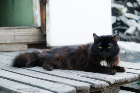 A black cat sits on the doorstep. The cat is on the steps. A pet Cat black petの写真素材