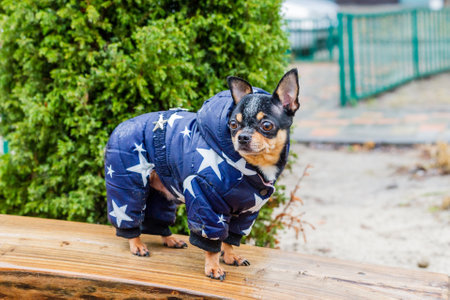 Dressed Chihuahua. pedigree dog chihuahua clothing outdoors. Rainy weatherの写真素材