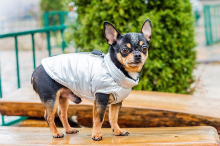 Dressed Chihuahua. pedigree dog chihuahua clothing outdoors. Rainy weatherの写真素材