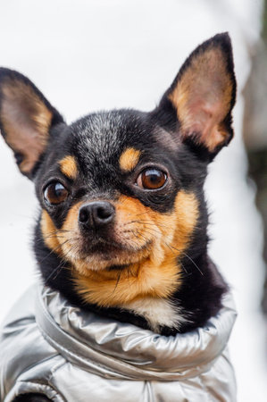 Dressed Chihuahua. pedigree dog chihuahua clothing outdoors. Rainy weatherの写真素材