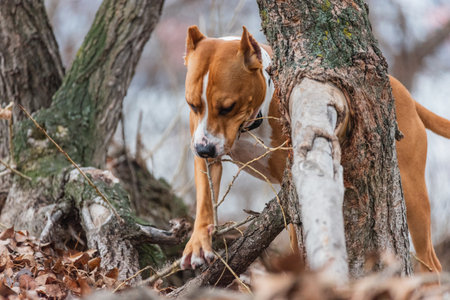 american staffordshire terrier run in the forest. stafford terrier dog in nature.の写真素材