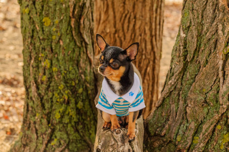 Pet dog Chihuahua walks on the street. Cute puppy on a walk. Nature and the dog. at sunsetの写真素材