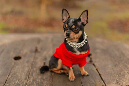Cute puppy. Mini breed Chihuahua Smooth Shorthair. adorable puppy posing outdoorsの写真素材
