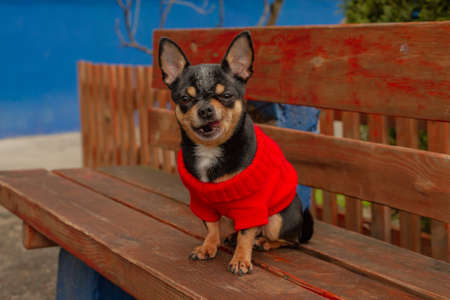 Cute puppy. Mini breed Chihuahua Smooth Shorthair. adorable puppy posing outdoorsの写真素材