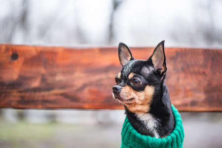 Cute puppy. Mini breed Chihuahua Smooth Shorthair. adorable puppy posing outdoorsの写真素材