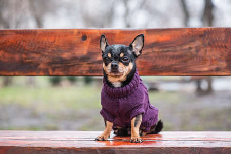 Cute puppy. Mini breed Chihuahua Smooth Shorthair. adorable puppy posing outdoorsの写真素材
