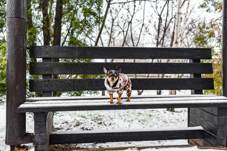 Cute puppy. Mini breed Chihuahua Smooth Shorthair. adorable puppy posing outdoorsの写真素材