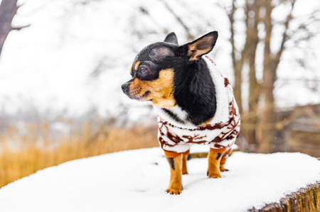 Cute puppy. Mini breed Chihuahua Smooth Shorthair. adorable puppy posing outdoorsの写真素材