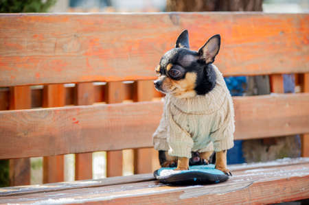 Cute puppy. Mini breed Chihuahua Smooth Shorthair. adorable puppy posing outdoorsの写真素材