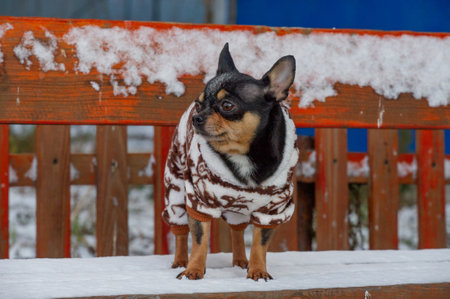 Cute puppy. Mini breed Chihuahua Smooth Shorthair. adorable puppy posing outdoorsの写真素材