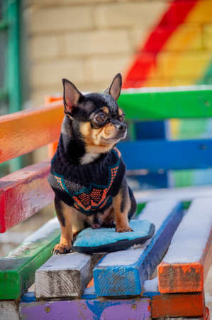 Cute puppy. Mini breed Chihuahua Smooth Shorthair. adorable puppy posing outdoorsの写真素材