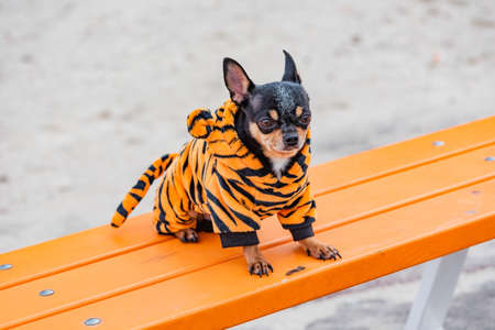 puppy. Mini breed Chihuahua Smooth Shorthair. adorable puppy posing outdoorsの写真素材