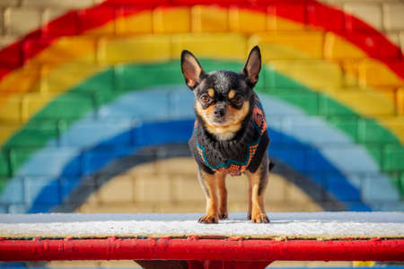 Little chihuahua in the park. Pet in clothes. Sweater Chihuahua Dog Black Dog Street. Dog snowの写真素材