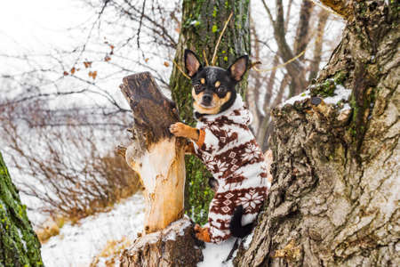 Chihuahua dog in winter clothes. Chihuahua dog in winter overalls for dogs. Snowy, winterの写真素材