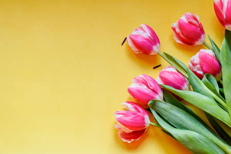 Bouquet of tulips and as a background for post card. 8 March Happy Women's Day. Spring. Pink tulipsの写真素材