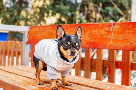 Little chihuahua in the park. dog dressed in winter clothes stands on a bench. Chihuahua, gray vestの写真素材