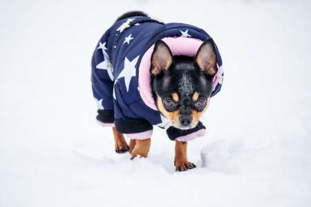Little chihuahua in the park. The dog walks in snowy weather. Chihuahua in blue clothes.の写真素材