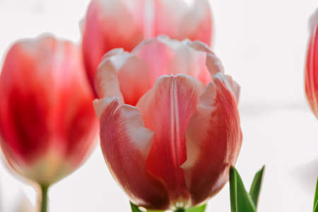 bouquet of pink white tulips Tulipa in front of window. Bouquet of tulips on the white background.