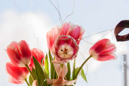 Bouquet of tulips on the background of the window. Spring flowers. Macro photoの写真素材