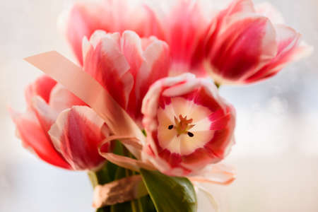 Bouquet of tulips on the background of the window. Spring flowers. Macro photoの写真素材