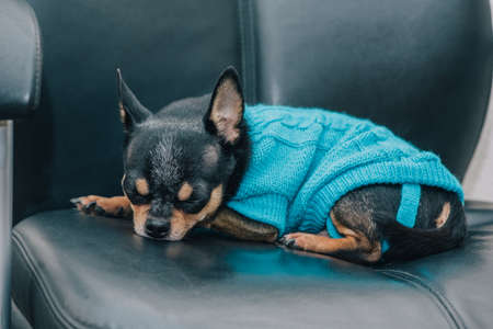 chihuahua. Chihuahua dog in office leather chair. Dog resting in a chair in the office or at homeの写真素材