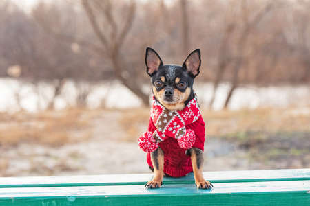 cute chihuahua puppy with scarf. Chihuahua dog in a scarf on the background of nature in winterの写真素材