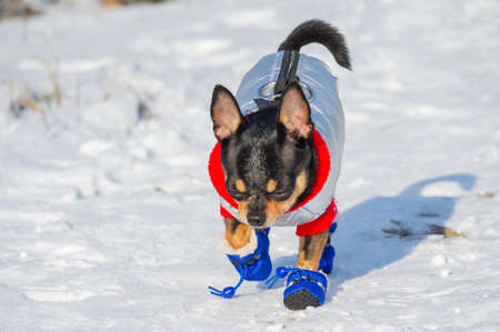 Little chihuahua in the park. The dog walks in snowy weather. Chihuahua in blue clothes.の写真素材