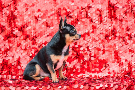 Beautiful chihuahua dog. Animal portrait. Stylish photo. Red background. Collection of funny animalsの写真素材