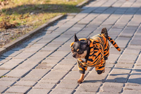 Cute puppy. Mini breed Chihuahua Smooth Shorthair. tiger winter autumn springの写真素材