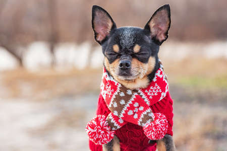 chihuahua puppy with scarf. Chihuahua dog in a scarf on the background of nature in winterの写真素材