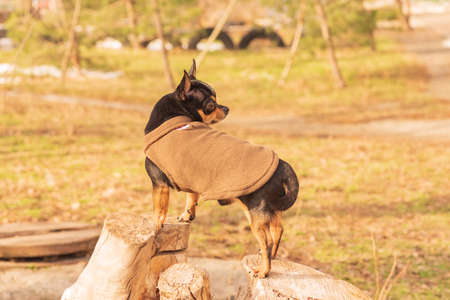 Chihuahua dog on a walk in the park. A small dog. dog. Home pet. Chihuahua in a brown vestの写真素材