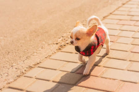 puppy in the garden. White chihuahua puppy in clothes. Dog. White puppy running on the sidewalk.の写真素材