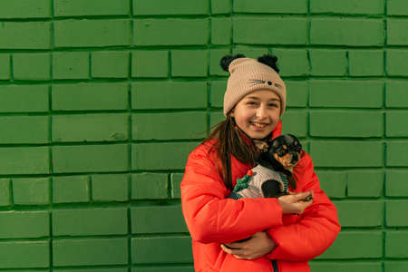 Portrait of a happy teenage girl with her small chihuahua dog. Teenage girl and chihuahua