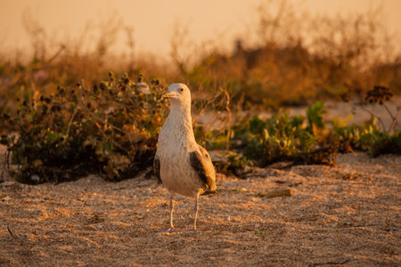 Seagulls at the beach. Seagull on the sand. beach sand seagull animal