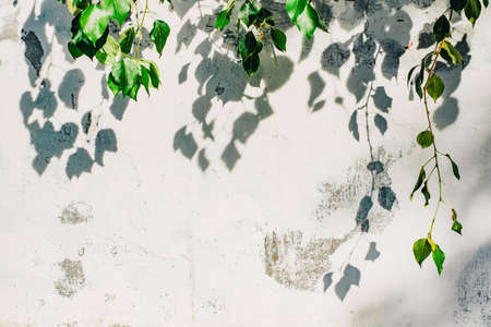 texture. Old wood wall. Material for designers. wall, concrete, it can be used as a background.の写真素材