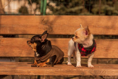 Two Chihuahua dogs on a wooden bench. Dressed dogs. Pets for a walk on a sunny day. chihuahua, petの写真素材