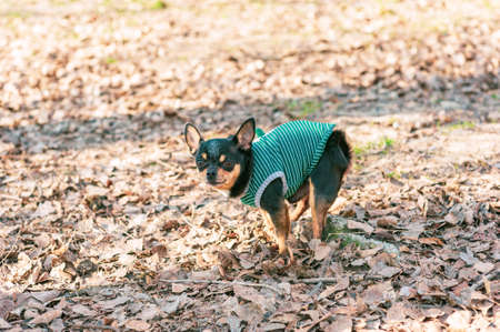 Chihuahua pooping at grass field. chihuahua dog defecated. Chihuahua poopの写真素材
