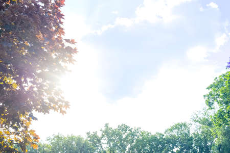 autumn forest. Autumn trees and sky. tree autumn branchの写真素材