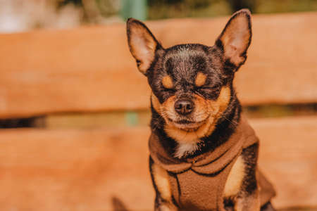 Chihuahua dog on a wooden brown bench in brown clothes. The pet is basking in the sun. Dogの写真素材