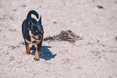 Chihuahua dog on sand beach background. chihuahua outdoor nature animalの写真素材