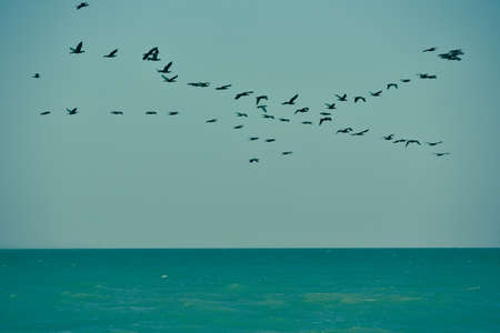 Bird over sea. Birds fly in summer over the sea. sea background beach