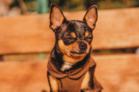 Chihuahua dog on a wooden brown bench in brown clothes. The pet is basking in the sun. Dogの写真素材