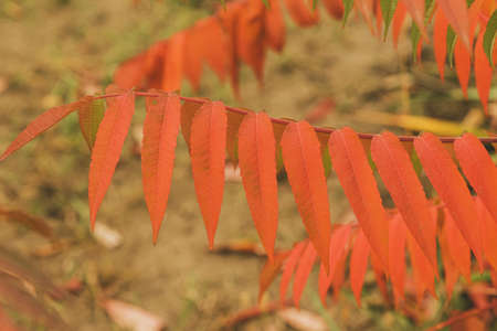 Abstract background of autumn leaves. Tree branch with autumn leaves. Autumn background.