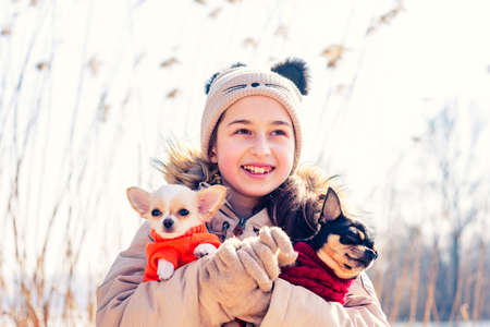 teenage girl hugs her two puppy chihuahua dogs and adult dog. Chihuahua ownerの写真素材