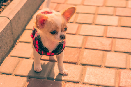 White chihuahua puppy in clothes. Dog Chihuahua stands. The puppy is walking along the sidewalk.の写真素材