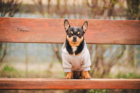 little chihuahua dog on bench. Cute domestic pet outdoors. Chihuahua in the park in clothes.の写真素材