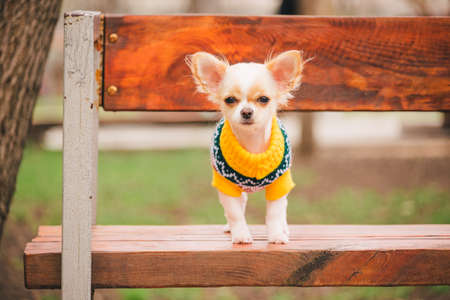 little chihuahua dog on bench. Cute domestic pet outdoors. Chihuahua puppy in the park in clothes.の写真素材