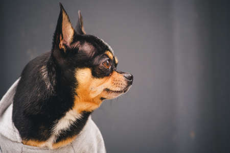 Chihuahua dog in a gray sweatshirt. Black dog portrait close-up in clothes.の写真素材