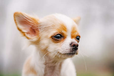 Chihuahua portrait. White long-haired chihuahua puppy portrait. chihuahua white cute portraitの写真素材